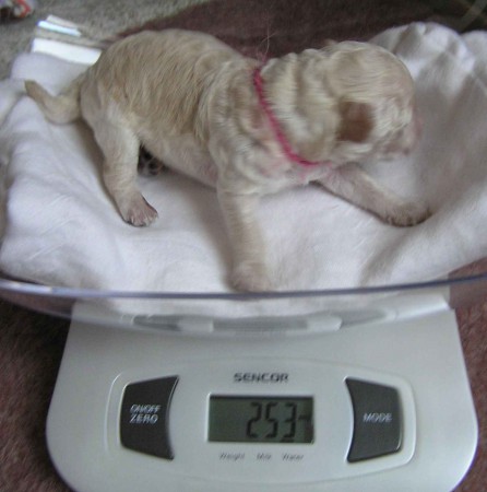 6. den pejsek BOOTES Dorly Snowflake Fell